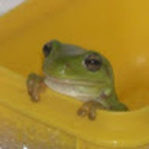 Meet your Posher, Scarlet